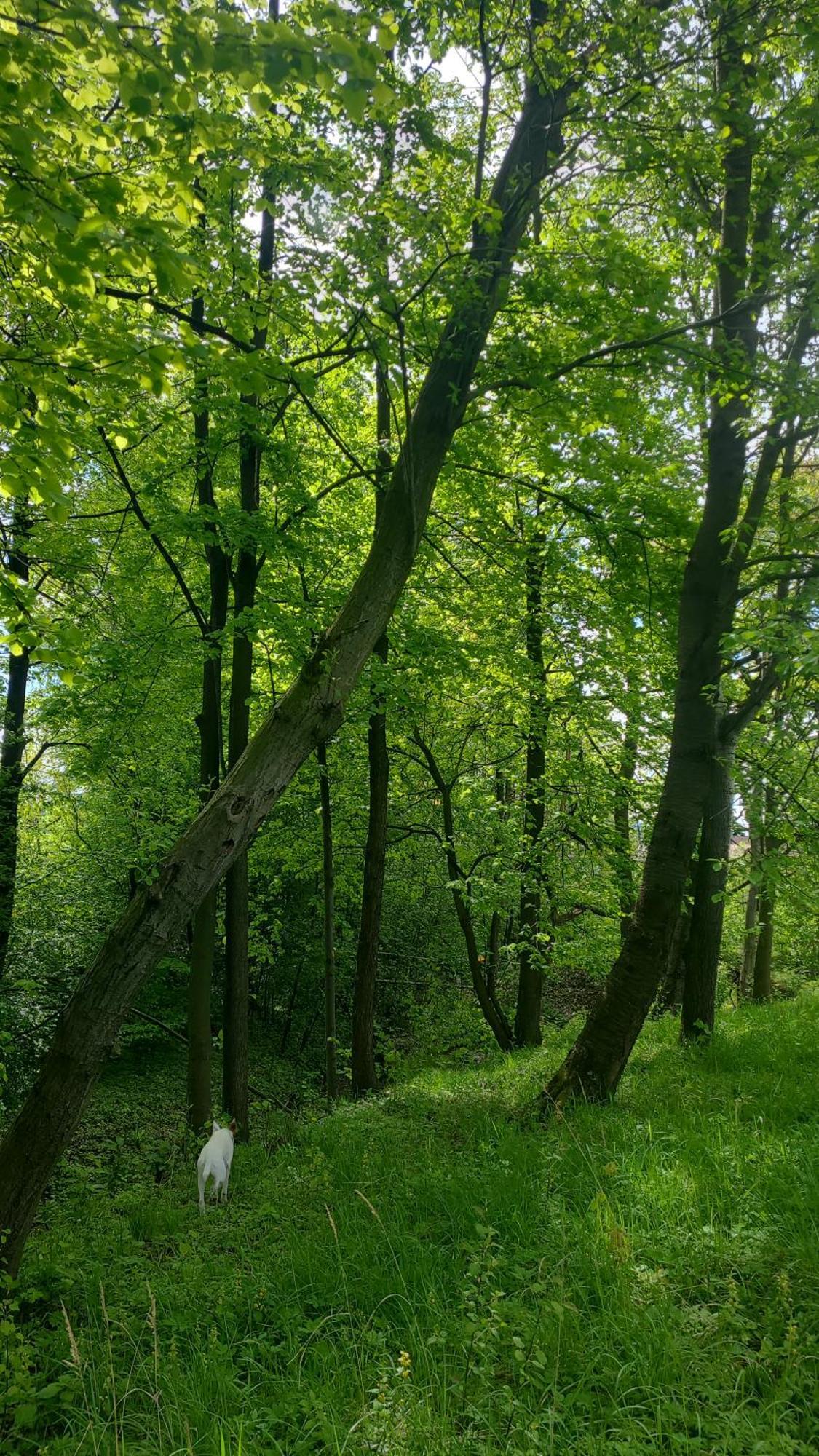 Lipnicki 2